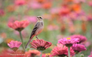 Motacilla tschutschensis taivana (Swinhoe, 1861) 東方黃鶺鴒(黃眉亞種)