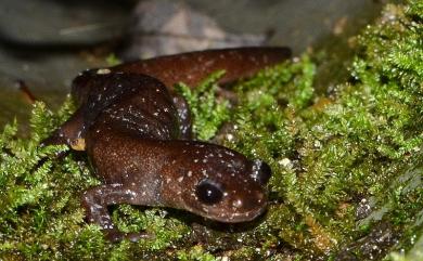 Hynobius arisanensis Maki, 1922 阿里山山椒魚