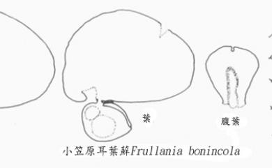 Frullania bonincola 小笠原耳葉蘚