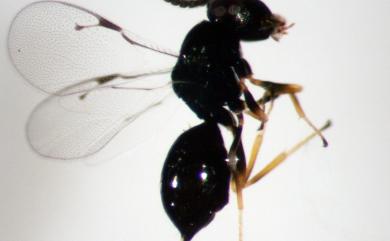 Pachyneuron aphidis (Bouche, 1834) 蚜金小蜂