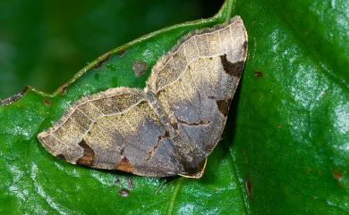 Heterophleps variegata (Wileman, 1911) 豐異翅尺蛾