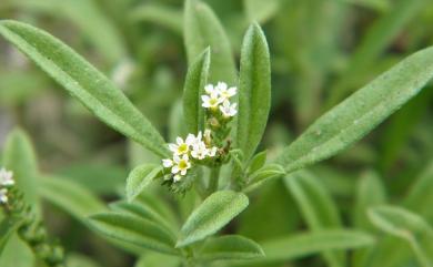 Heliotropium procumbens var. depressum 伏毛天芹菜