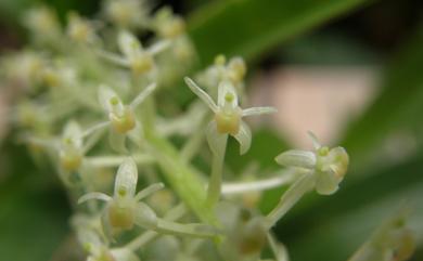 Blepharoglossum condylobulbon (Rchb.f.) L.Li 長腳羊耳蒜