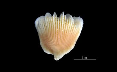 Cyathotrochus pileus (Alcock, 1902) 傘形蹄杯珊瑚