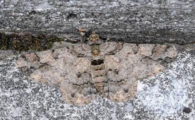 Cleora alienaria Walker, 1860 汙褐尖翅尺蛾