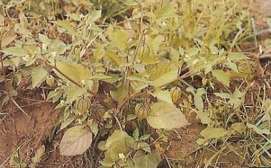 Physalis peruviana 秘魯苦蘵