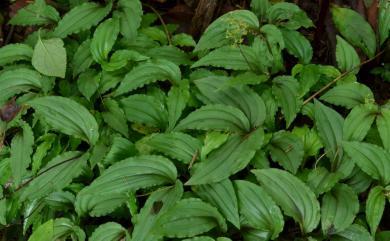 Crepidium matsudae (Yamam.) Szlach. 凹唇軟葉蘭