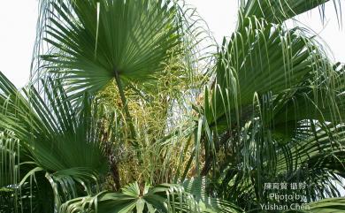 Livistona chinensis var. subglobosa 蒲葵