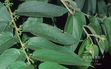 Trema orientalis (L.) Blume 山黃麻