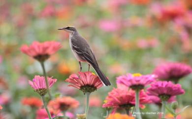 Motacilla tschutschensis taivana (Swinhoe, 1861) 東方黃鶺鴒(黃眉亞種)