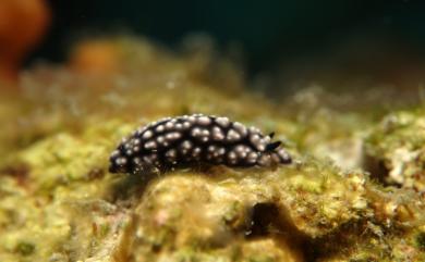 Phyllidiella pustulosa (Cuvier, 1804) 突丘葉海牛