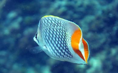 Chaetodon xanthurus Bleeker, 1857 紅尾蝴蝶魚