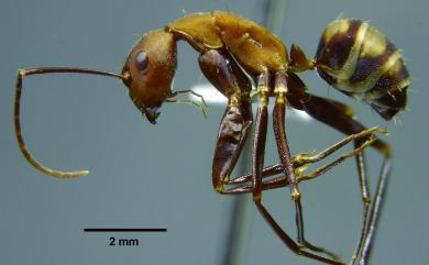 Camponotus habereri Forel, 1911 臭巨山蟻