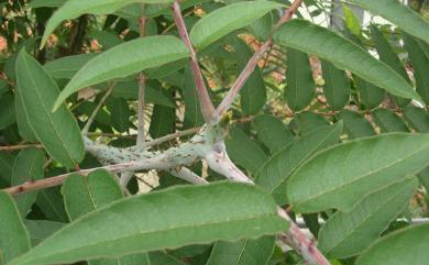 Zanthoxylum ailanthoides var. ailanthoides 食茱萸