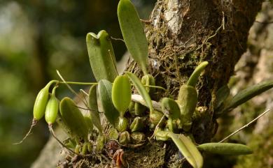 Bulbophyllum flaviflorum 黃花捲瓣蘭