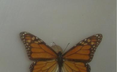 Euploea core amymone 幻紫斑蝶