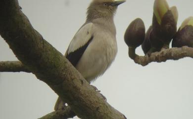 Sturnia sinensis (Gmelin, 1788) 灰背椋鳥