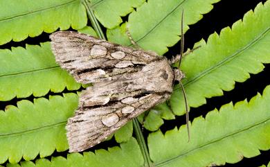 Belosticta cinerea ilan (Kobayashi & Owada, 1996) 蘭陽尖翅夜蛾