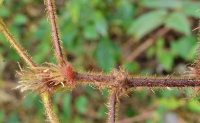 Rubus rufus 棕紅懸鉤子