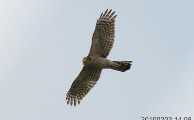 Accipiter nisus nisosimilis (Tickell, 1833) 北雀鷹