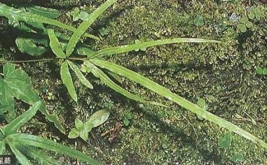 Pteris kidoi Sa.Kurata 城戶氏鳳尾蕨