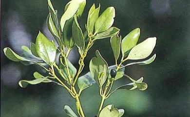 Cinnamomum reticulatum 土樟