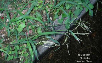 Digitaria sanguinalis (L.) Scop. 馬唐