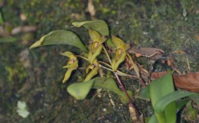 Bulbophyllum omerandrum 毛藥捲瓣蘭