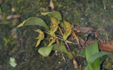 Bulbophyllum omerandrum Hayata 毛葯捲瓣蘭