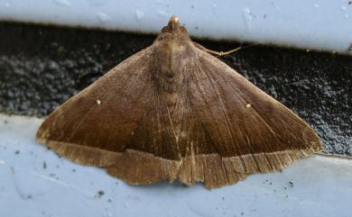 Hadennia hisbonalis (Walker, [1859] 1858) 雙分紫衫裳蛾