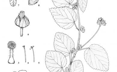 Sida cordifolia L. 圓葉金午時花