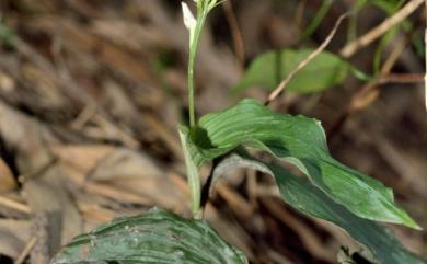 Tropidia angulosa (Lindl.) Blume 相馬氏摺唇蘭