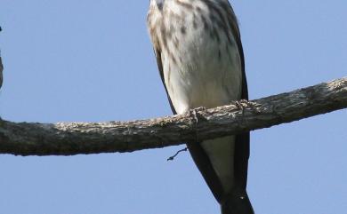 Muscicapa dauurica Pallas, 1811 寬嘴鶲