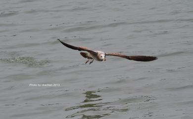 Larus crassirostris Vieillot, 1818 黑尾鷗