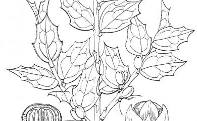 Ilex bioritsensis Hayata 苗栗冬青