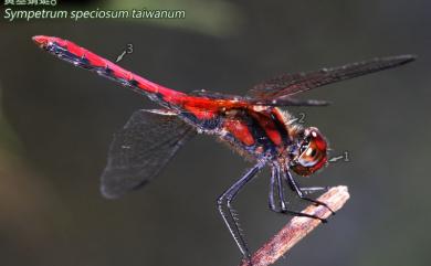 Sympetrum speciosum taiwanum Asahina, 1951 黃基蜻蜓