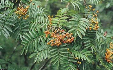 Sorbus randaiensis (Hayata) Koidz. 巒大花楸