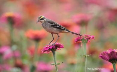 Motacilla tschutschensis taivana 東方黃鶺鴒