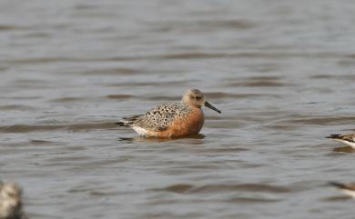 Calidris canutus rogersi 紅腹濱鷸