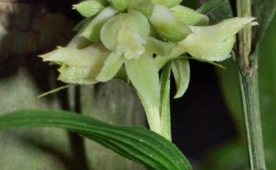 Tropidia nanhuae 南化摺唇蘭