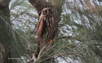 Ninox japonica (Temminck & Schlegel, 1845) 褐鷹鴞