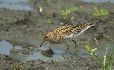 Calidris acuminata (Horsfield, 1821) 尖尾濱鷸