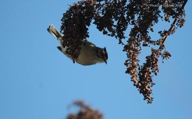 Yuhina brunneiceps Ogilvie-Grant, 1906 冠羽畫眉