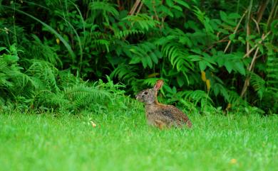 Lepus sinensis formosus Thomas, 1908 臺灣野兔