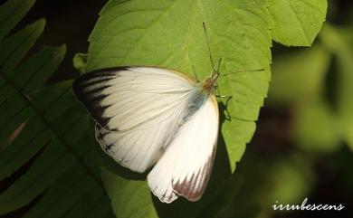 Cepora nadina eunama 淡褐脈粉蝶