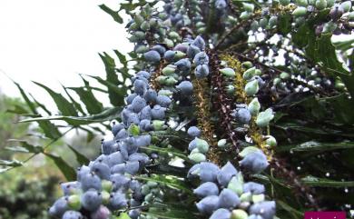 Mahonia oiwakensis 阿里山十大功勞