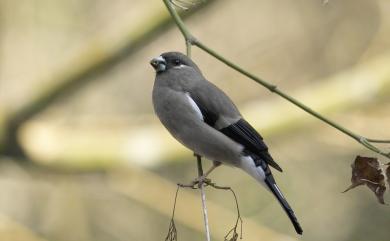 Pyrrhula nipalensis uchidae (Kuroda, 1916) 褐鷽