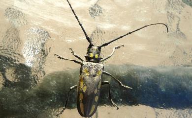 Batocera lineolata Chevrolat, 1852 白條天牛