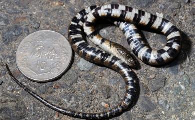 Trimerodytes percarinatus suriki (Maki, 1931) 白腹游蛇