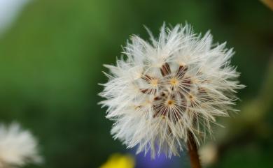 Picris hieracioides subsp. morrisonensis 玉山毛蓮菜